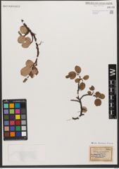 Foto von Salix reticulata L.